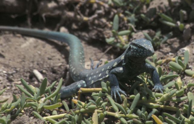 Cnemidophorus murinus from Klein Curaao