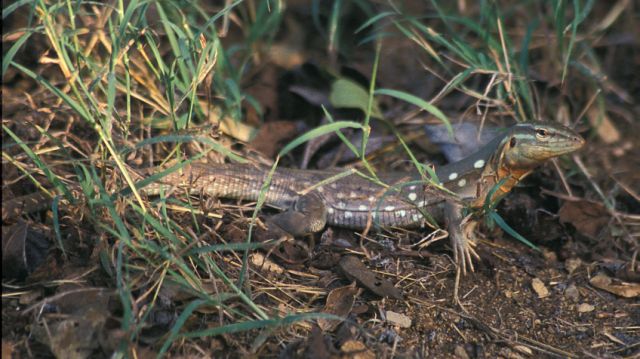 Cnemidophorus murinus from Curaao