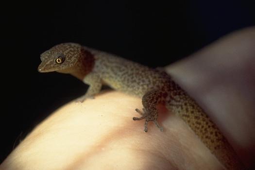 Sphaerodactylus elegantulus