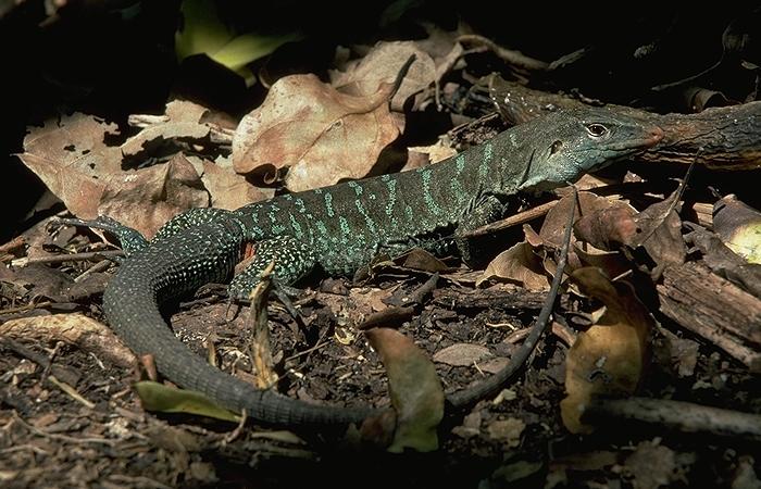 Ameiva griswoldi