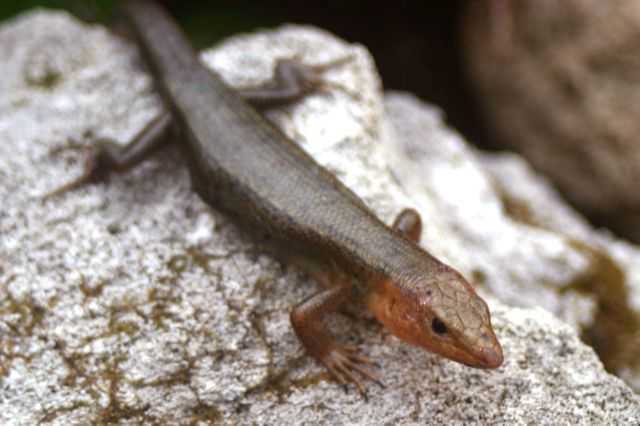 Adult Bermuda skink