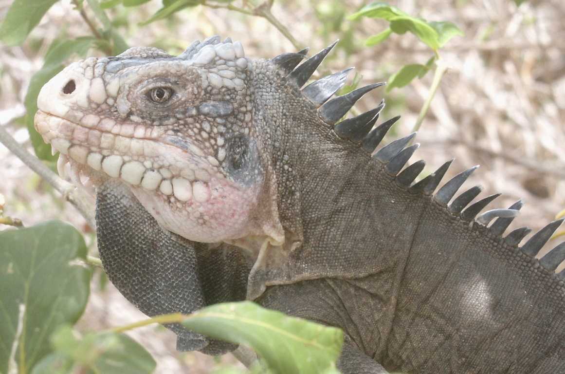 Iguana delicatissima