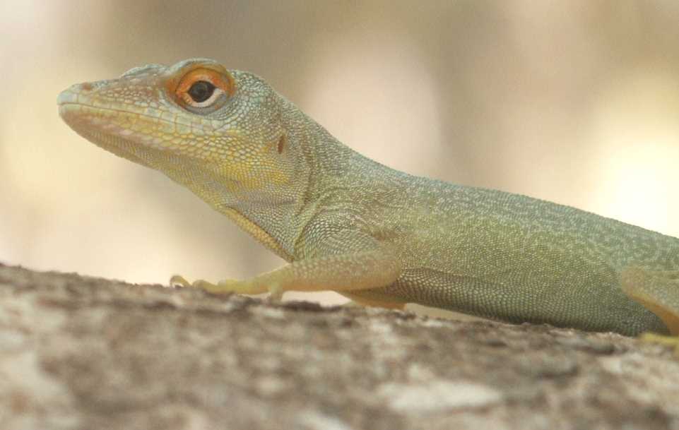 Anolis marmoratus chrysops