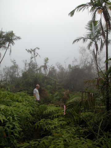 Eleutherodactlylus study site