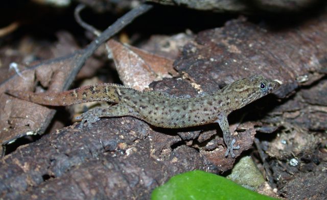 2a) Sphaerodactylus kirbyi