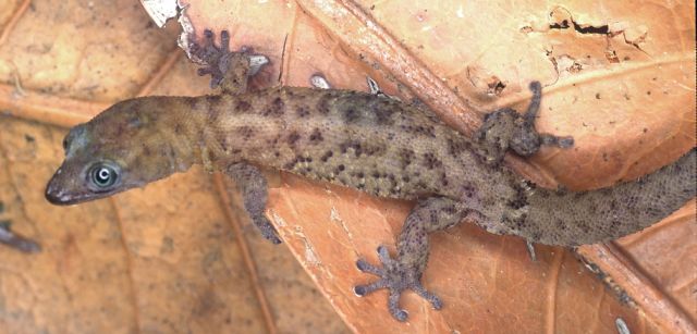 2a) Sphaerodactylus vincenti from Rocher de Diamant