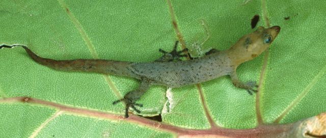 2b) Sphaerodactylus vincenti from Sainte-Anne