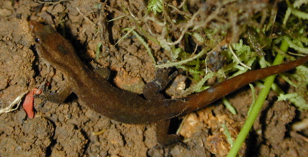 2c) Sphaerodactylus vincenti from Montagne Pele