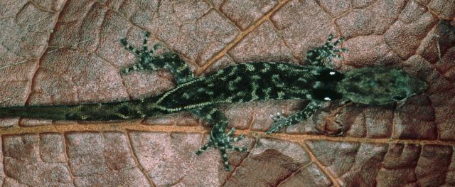 2d) Sphaerodactylus vincenti from Ajoupa Bouillon