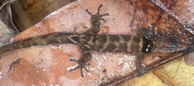 2e) Sphaerodactylus vincenti from Mont Conil