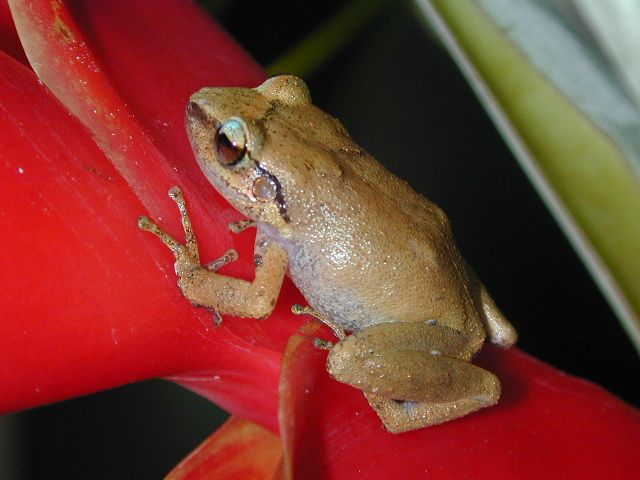 Eleutherodactylus martinicensis from Saint-Joseph