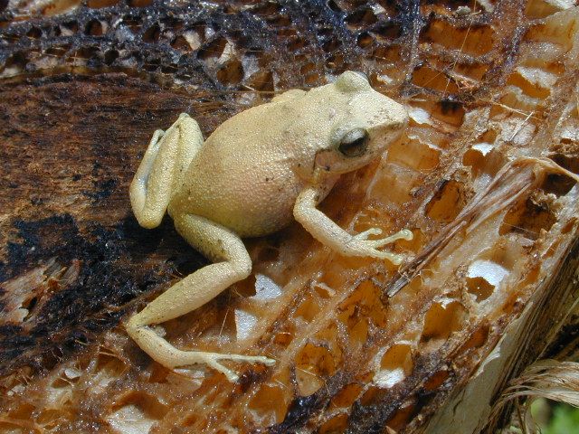 Eleutherodactylus martinicensis from north-east Martinique