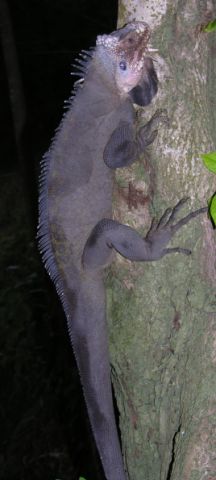 4a) Iguana delicatissima