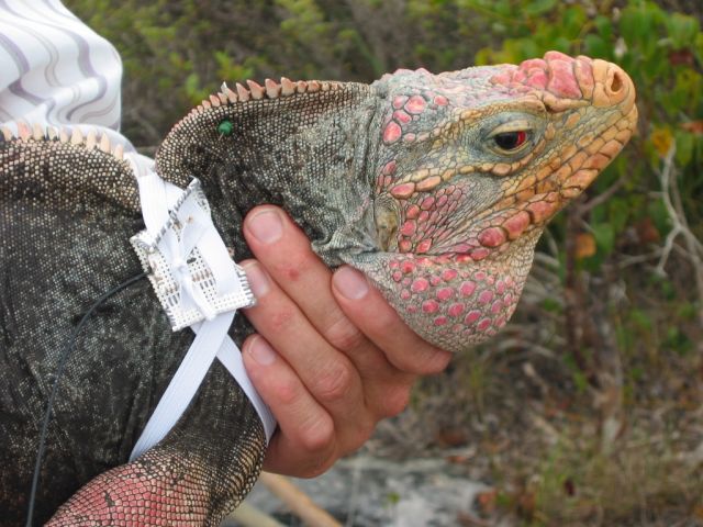 Pectoral vest on C. c. cychlura