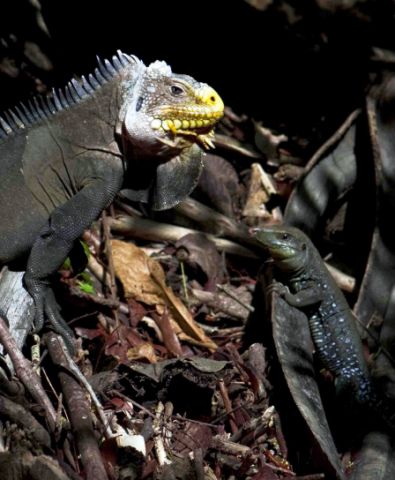 Iguana delicatissima and Ameiva fuscata