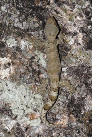 Thecadactylus rapicauda